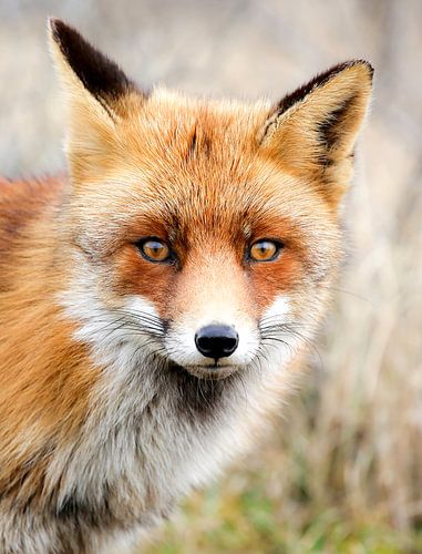 Portrait renard