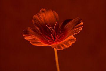 Sleeping cap in orange-brown shades by Dorieke Haaima