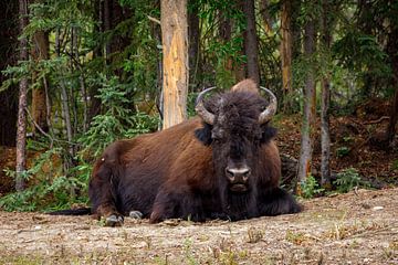 Bison on the Alaska Highway by Roland Brack