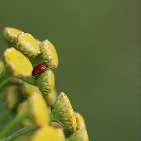 Coccinelle plate variable I - Hippodamia variegata sur Iris Volkmar