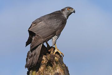 Havik (Accipiter gentilis) van Ronald Pol