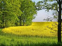 Brandenburger Rapsodie - 08