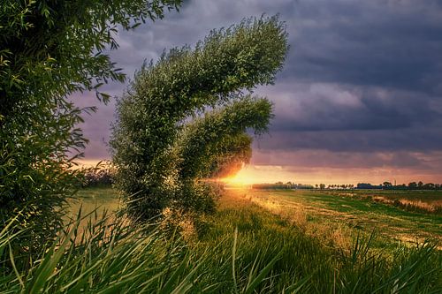 Adembenemende Foto van Wilgenbomen bij Zonsopgang op een Heideveld in Groningen