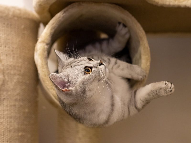 Playing cat by Teresa Bauer