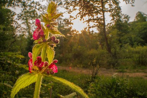 En garde dans la forêt sur Maarten Trybou