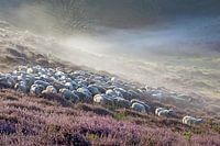 Veluwe moorland sheep with mist