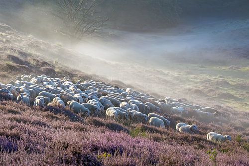 Moutons de la lande de Veluwe dans la brume