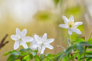 Three Wood Anemones in a row