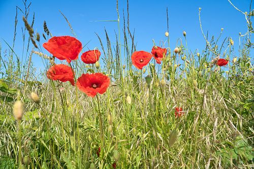 Poppy with red petals