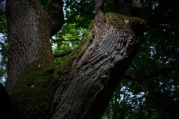Eik boom van Thomas van Galen