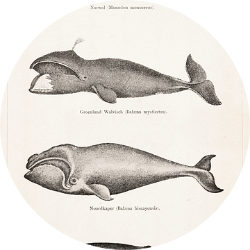 Antieke plaat met walvissen van Studio Wunderkammer