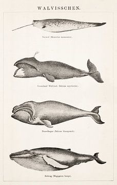 Antieke plaat met walvissen van Studio Wunderkammer