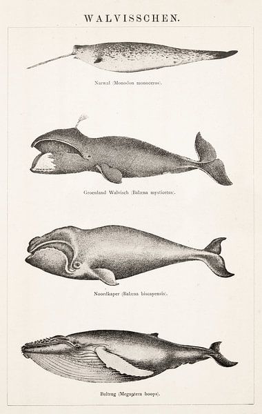 Assiette ancienne avec baleines par Studio Wunderkammer