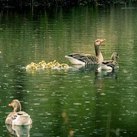 Ganzenfamilie met kuikens
