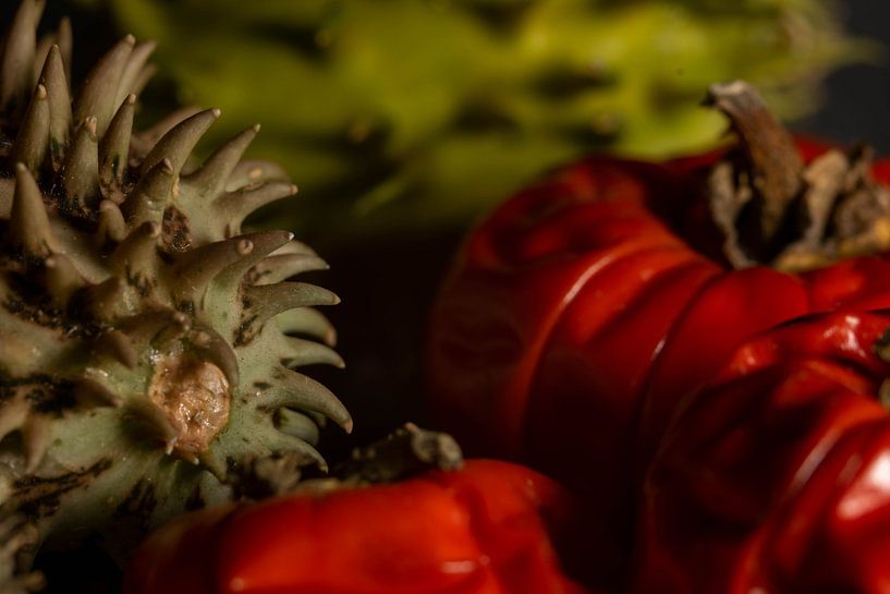 close up of mini pumpkins by Aan Kant
