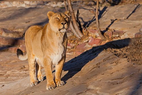 looks attentively. A powerful lion female with a strong body walks beautifully in the evening light.