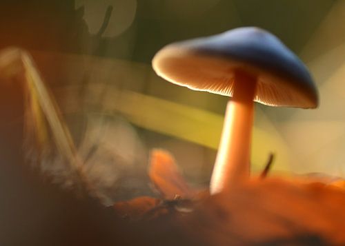 Sprookjesbos von Margo Biewinga