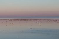 Vogels foerageren op het wad bij Ameland