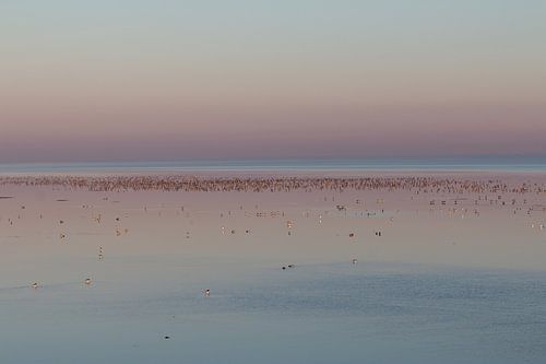 Vogels foerageren op het wad bij Ameland