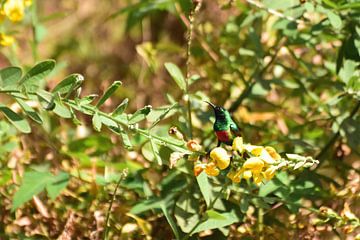 Bird watching, this time a honey sucker, in The Gambia by Renzo de Jonge