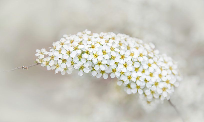 White torchflower of the butterfly bush, Buddleja by Rietje Bulthuis