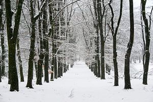Weg durch eine verschneite Winterlandschaft in einem Wald