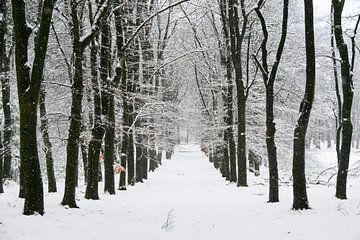 Chemin à travers un paysage hivernal enneigé dans une forêt sur Sjoerd van der Wal Photographie