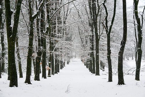 Pad door een sneeuw winterlandschap in een bos