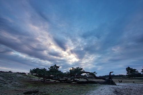 Zonsopkomst landgoed Heidestein Bornia.