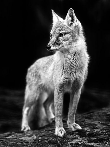 FOx von Jannes Boonstra