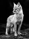FOx by Jannes Boonstra thumbnail