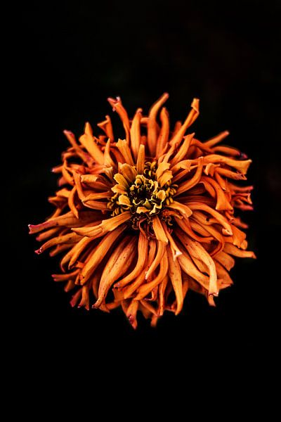 Orange Anemone von Walljar