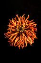 Orange Anemone von Walljar Miniaturansicht