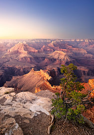 An impressive panoramic view of the Grand Canyon with a distinctive tree in the foreground by Lichtveld