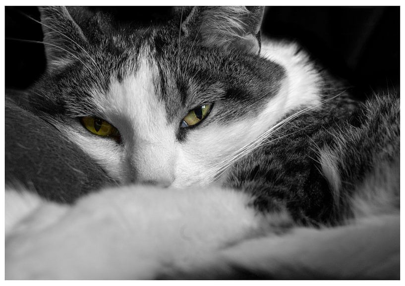 kat net wakker by Patrick Schilperoort