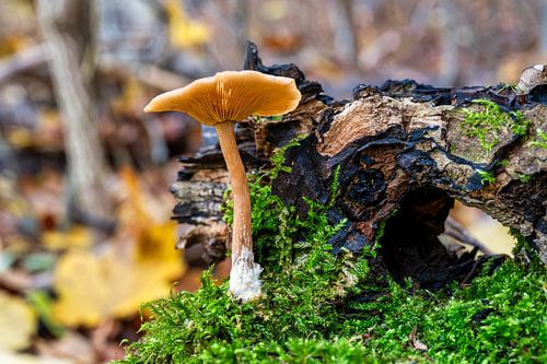 Een paddenstoel in het bos