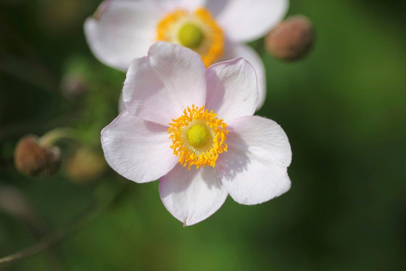 Blüte von Thomas Jäger