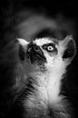 Maki, Aap  'Always look up' van Foto Studio Labie thumbnail