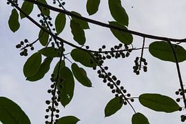 Des branches se dressant vers le ciel sur Piret Victoria Ribas Art & Photography