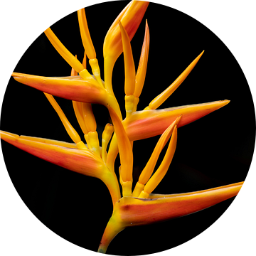 Oranje heliconia bloem op zwarte achtergrond van The Book of Wandering