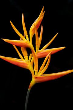 Orange heliconia flower on black background by The Book of Wandering