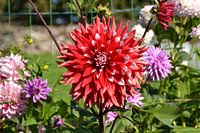 een mooie Dahlia