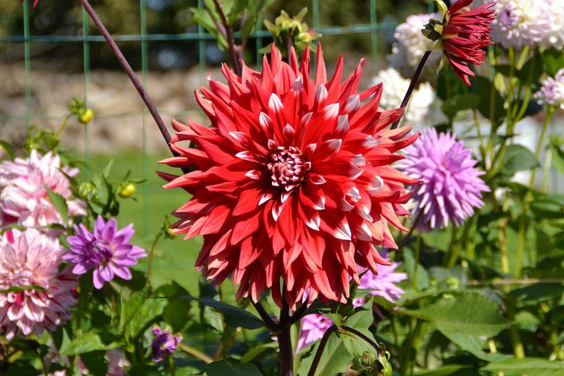 een mooie Dahlia van tiny brok