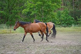 Trakehner Feldmeyer und Rheinisch Deutsches Kaltblut Enzo