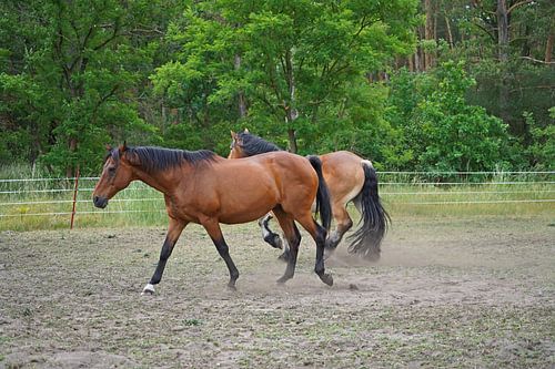 Trakehner Feldmeyer en Rijnlands Duitse Koudbloed Enzo