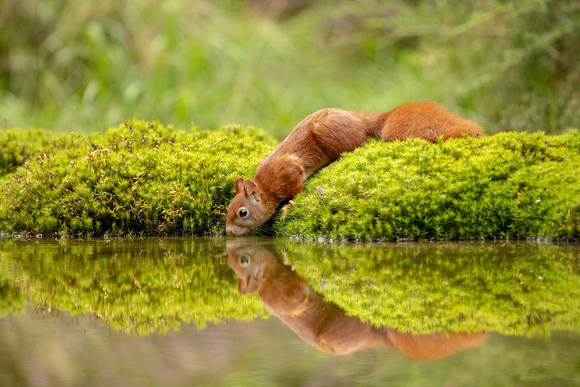 Eichhörnchen ist durstig. von Tanja van Beuningen