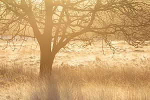 Freistehender Baum im warmen Gegenlicht von Karla Leeftink