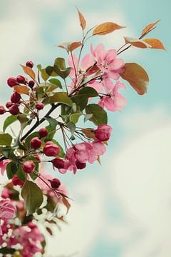 A hawthorn branch in full bloom. by tim eshuis