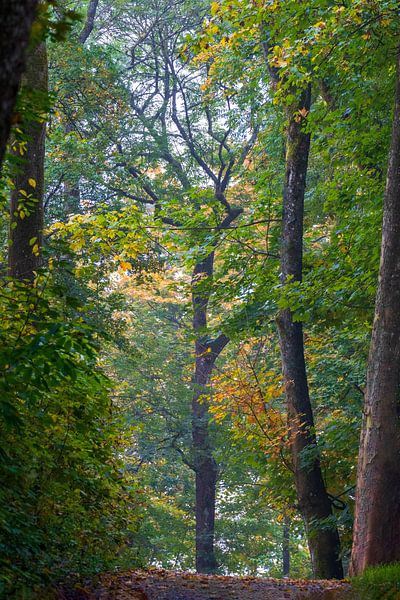Bunter Waldweg im Herbst von Flatfield