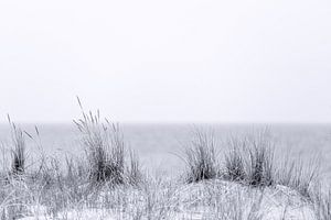 Strandhafer in schwarzweiß